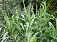 Arundo donax